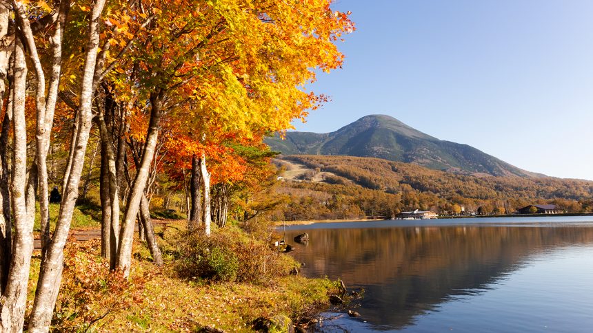 信州たてしな白樺高原の紅葉 信州たてしな観光協会