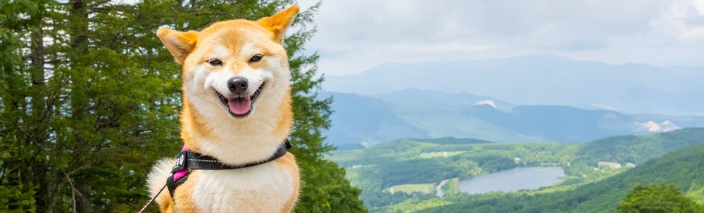 愛犬と楽しむ白樺高原
