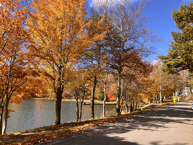 女神湖外周道路北側(11月1日時点)