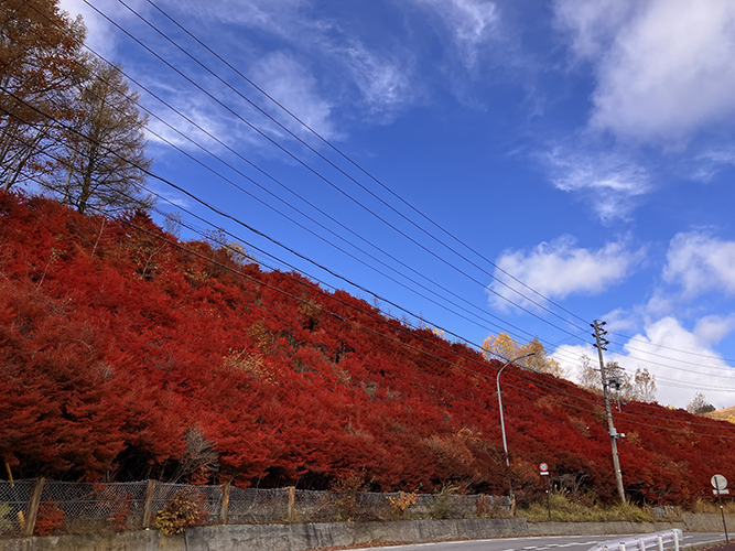 白樺湖西側(11月1日時点)