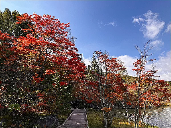 白樺湖遊歩道(10月17日時点)