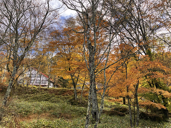 白樺湖遊歩道(11月1日時点)