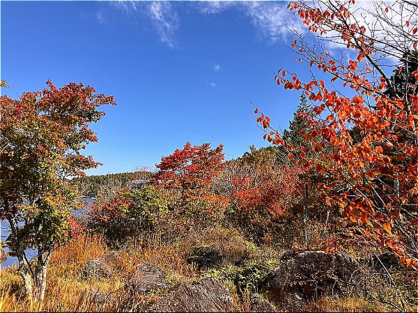 白樺湖遊歩道(10月17日時点)
