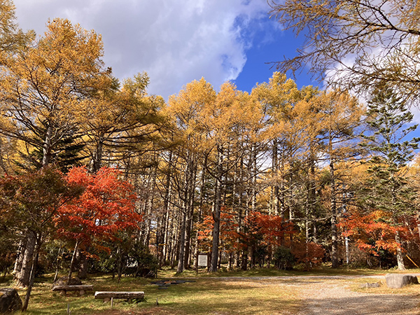 御泉水自然園(11月1日時点)