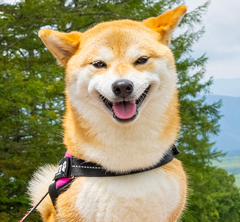 ペットといっしょにどこいこう？