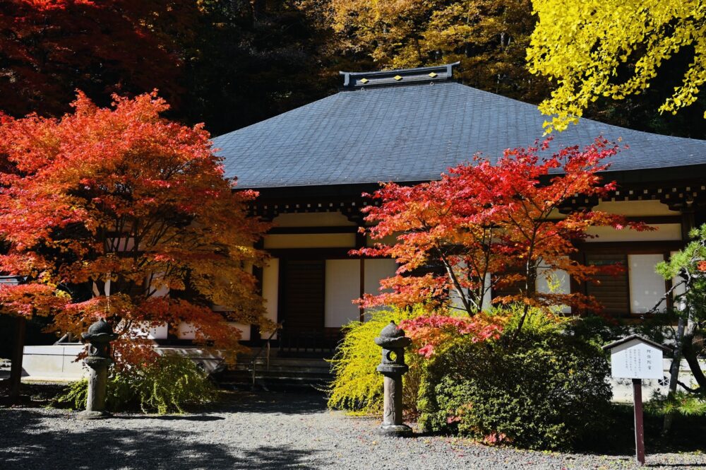 白樺高原の紅葉情報を公開いたしました