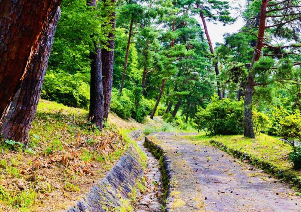 笠取峠の松並木