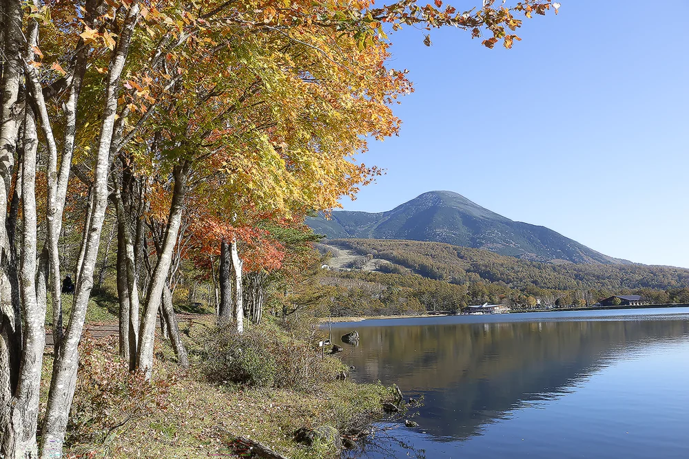 白樺高原の紅葉情報を公開いたしました